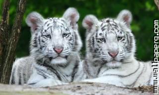 Young animals 5