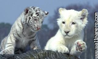 Young animals 6