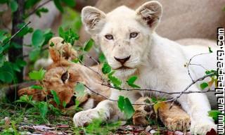 Young animals 8