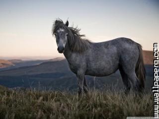 Beautiful wild horse wall