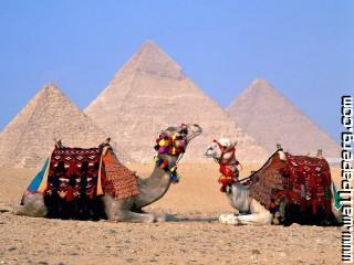 Camels at giza