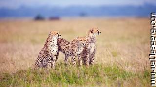 Cheetah family