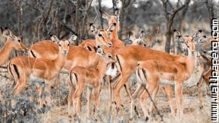 Herd of deer