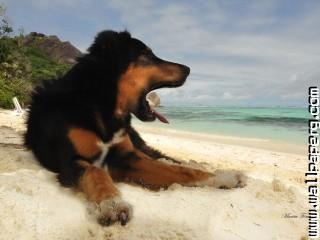 Animals beaches dogs sand