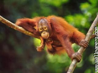 Animals branches orangutans awesome wallpaper