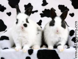 Animals rabbits awesome wallpaper