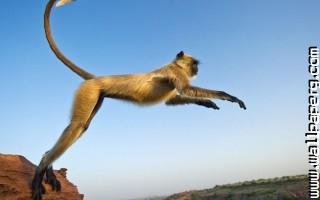 Jumping monkeys nature awesome wallpaper