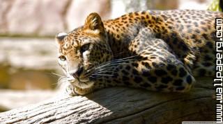 Leopard resting