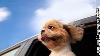 Cute dog in the wind