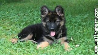 Cute german shephard