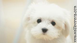 Cute maltese dog