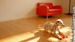 Dalmatian playing