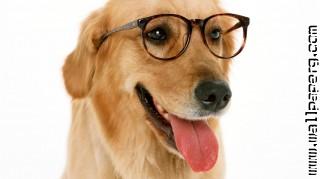 Dog wearing glasses