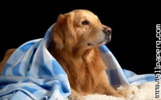 Dog with blanket