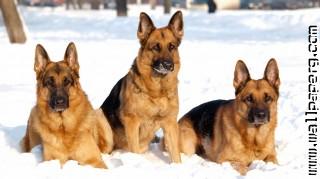 German shepehard dogs