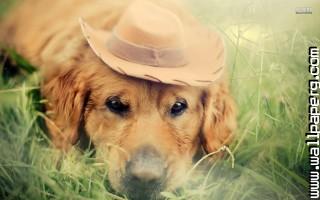 Golden retriver with hat