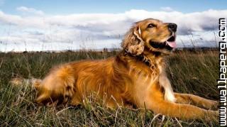 Orange cocker dog