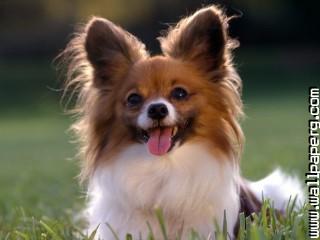 Papillon animals dogs awesome wallpaper