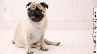 Sitting pug