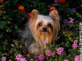 Yorkshire terrier animals dogs awesome wallpaper