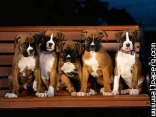 Animals boxer dog dogs puppies awesome wallpaper