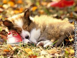 Animals canine dogs pets shoes awesome wallpaper