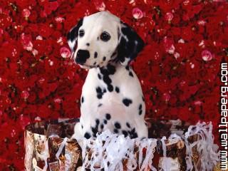 Dalmatians dogs roses awe