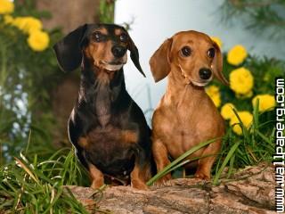 Download Dogs awesome wallpaper(5) - Domestic animals- For Mobile Phone