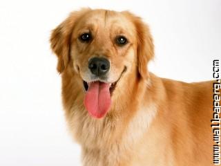 Dogs golden retriever tongue awesome wallpaper