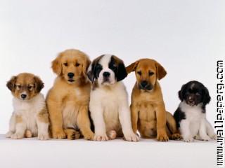 Dogs puppies awesome wallpaper(1)