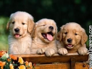 Dogs puppies awesome wallpaper