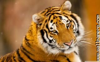 Siberian tiger wild anima