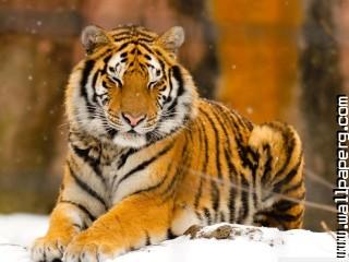 Sleepy siberian tiger wild animal wallpaper