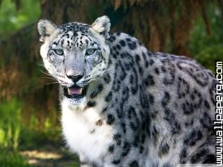 Snow leopard wild animal wallpaper