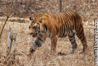 Tiger wild animal hd wallpapers