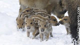 Wild boar animals awesome wallpaper