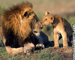 Als lions wild animals awesome wallpaper