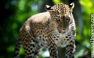 Animals cats leopards wild cats awesome wallpaper