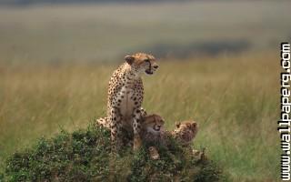 Animals cheetahs cubs wild cats awesome wallpaper