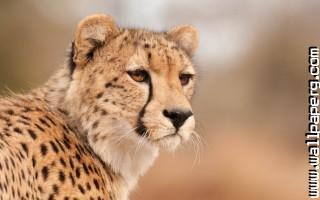 Animals cheetahs wild cat