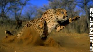 Animals cheetahs wild cats awesome wallpaper