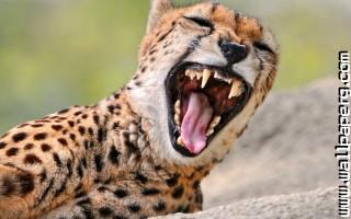 Animals cheetahs wild cat