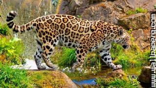 Animals grass green jaguars wild awesome wallpaper