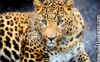 Animals leopards wild awe