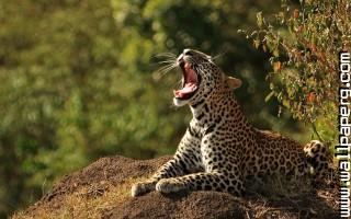 Animals leopards wild cat