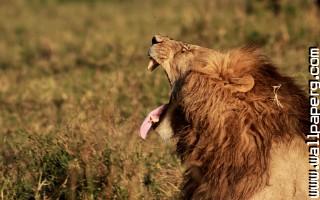 Animals lions nature wild awesome wallpaper(1)