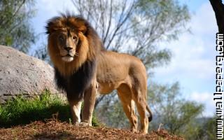 Animals lions nature wild awesome wallpaper