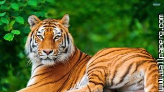 Animals nature tigers wild awesome wallpaper