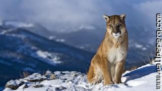 Animals puma snow wild ca