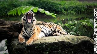 Animals roar tigers wild animals awesome wallpaper